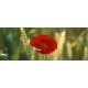 coquelicots_ble_pano
