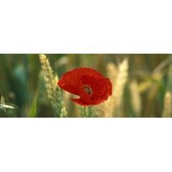 coquelicots ble pano