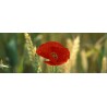 coquelicots_ble_pano