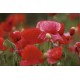 coquelicots_boutons