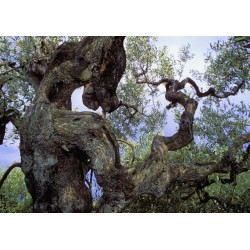 olivier centenaire
