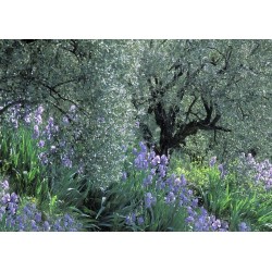 olivier iris