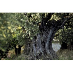 olivier tronc