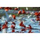 Vénézuela ibis rouges et hérons1840