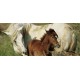 chevaux_jument_et_poulain_pano